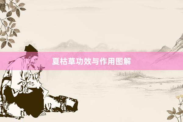 夏枯草功效与作用图解